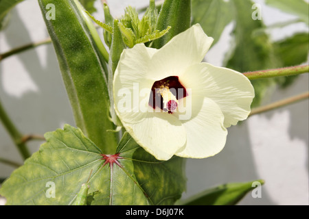 Okra-Pflanze mit Blume Closeup Makro Stockfoto