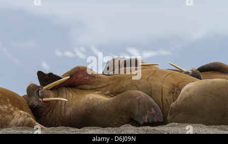 Norwegen, Spitzbergen, Torellneset. Gruppe von Walrosse ruht. Kredit als: Bill Young / Jaynes Galerie / DanitaDelimont.com Stockfoto