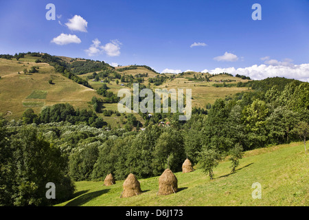 Heuernte und Heuhaufen in den Apuseni-Bergen, Scarisoara, Rumänien Stockfoto