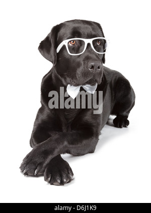 Schwarze Labrador Retriever 16 Monate alt, isoliert auf weißem Hintergrund Stockfoto
