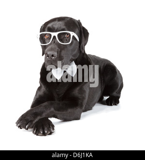 Schwarze Labrador Retriever 16 Monate alt, isoliert auf weißem Hintergrund Stockfoto