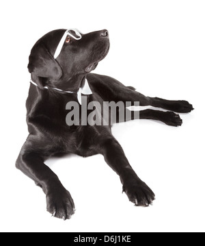Schwarze Labrador Retriever 16 Monate alt, isoliert auf weißem Hintergrund Stockfoto
