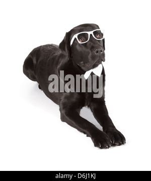 Schwarze Labrador Retriever 16 Monate alt, isoliert auf weißem Hintergrund Stockfoto