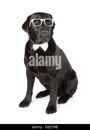 Schwarze Labrador Retriever 16 Monate alt, isoliert auf weißem Hintergrund Stockfoto