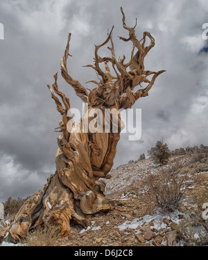 Bristllecone Kiefern im Schnee, White Mountains, Kalifornien Stockfoto