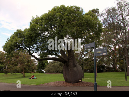 Queensland-Flaschenbaum in den Royal Botanic Gardens Sydney Stockfoto