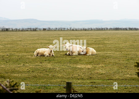 Kuh mit zwei Kälber an einem Samstagnachmittag im Feld in der Sonne liegen. Stockfoto