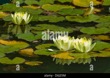 Seerosen (Nymphaea Odorata) im Botanischen Garten in Santa Teresa Nationalpark in Rocha Uruguay Stockfoto