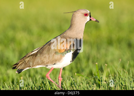 Südlichen Kiebitz (Vanellus Chilensis) in Rocha Uruguay Stockfoto