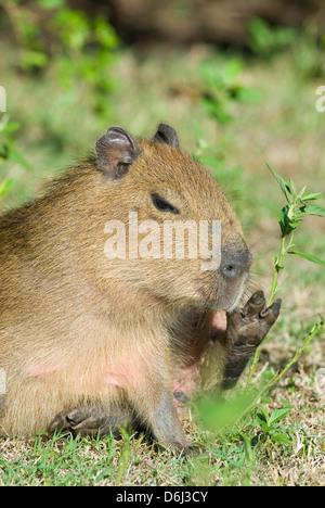 Juvenile Capybara kratzen Kiefer in Santa Teresa Nationalpark in Rocha Uruguay Stockfoto