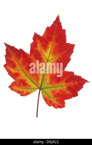 große farbige Ahornblatt auf weißem Hintergrund Stockfoto