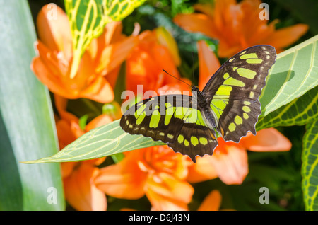 Malachit (Siproeta Stelenes) Schmetterling stehend auf einem Blatt Stockfoto