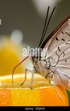 Große Eggfly Bolina Schmetterling eine Orange Essen. Nahaufnahme der Rüssel. Stockfoto