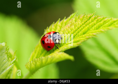 rot gefleckten Marienkäfer auf dem Blatt Stockfoto