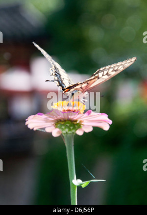 Schmetterling auf Blume Stockfoto