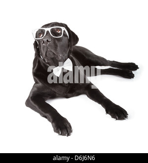 Schwarze Labrador Retriever 16 Monate alt, isoliert auf weißem Hintergrund Stockfoto