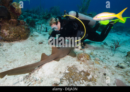 Nurse Shark ruht in der Nähe ein Taucher in der Türken und Caicos, West Indies, Karibik, Mittelamerika Stockfoto