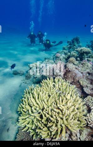 Korallenriff und drei Taucher, Naama Bay, Sharm el-Sheikh, Rotes Meer, Ägypten, Nordafrika, Afrika Stockfoto