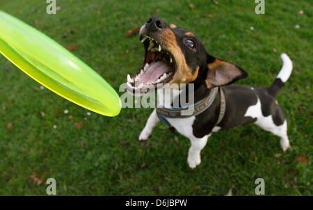 (Dpa-Datei) - ein Datei-Bild vom 7. Dezember 2009 zeigt einen Hund fangen eine Frisbee Scheibe in Düsseldorf. Frisbee-Scheiben sollte nicht zu hart sein. Hundebesitzer sollten eher Platten hergestellt speziell für Hunde kaufen. Foto: Julian Stratenschulte Stockfoto