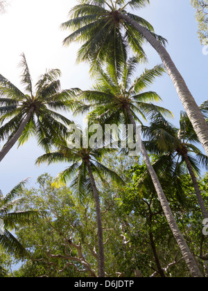 Palmen am Strand von Palm Cove, Cairns, Nord-Queensland, Australien, Pazifik Stockfoto