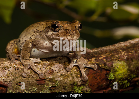 Graue Laubfrosch Hyla versicolor Stockfoto