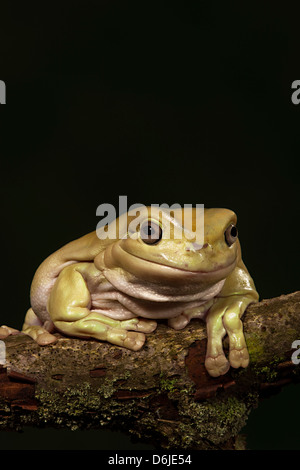 Whites Tree Frog Litoria caerulea Stockfoto