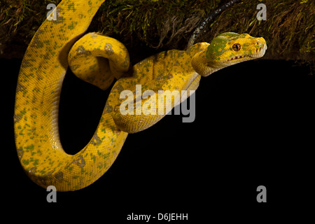 Green Tree Python Schlange Morelia viridis Stockfoto