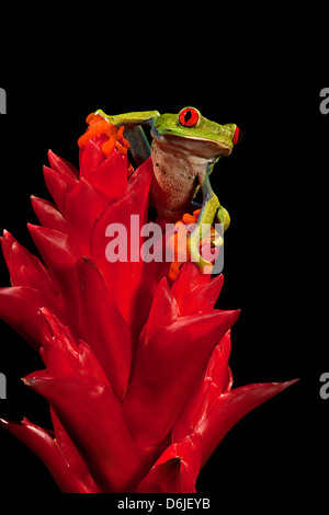 Red Eye Tree Frog Agalycanis callidryas Stockfoto