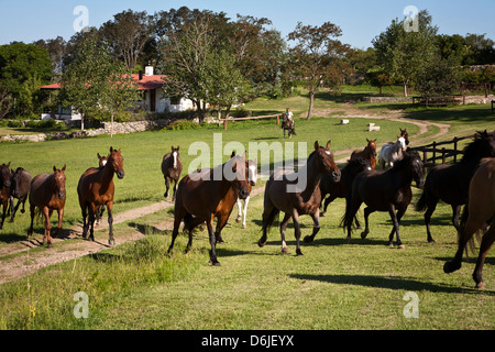 Pferde im Estancia Los Potreros, Provinz Córdoba, Argentinien, Südamerika Stockfoto