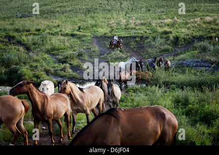 Gaucho mit Pferden auf der Estancia Los Potreros, Provinz Córdoba, Argentinien, Südamerika Stockfoto