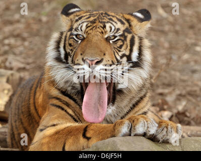 Ein Tiger ragt seine Zunge mit frühlingshaften Temperaturen im Zoo in Frankfurt Main, Deutschland, 16. März 2012. Foto: BORIS ROESSLER Stockfoto