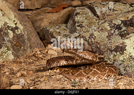 Western Diamondback Schlange Crotalus atrox Stockfoto