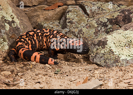 Gila Monster Heloderma suspectum Stockfoto