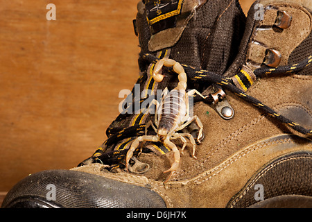 Wüste behaarte Scorpion Hadrurus arizonensis Stockfoto