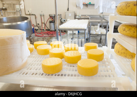 Käse am Bauernhof Haus natürliche Käse Fabrik, Agassiz, Britisch-Kolumbien, Kanada, Nordamerika Stockfoto