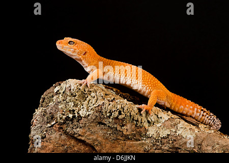 Mandarine Leopard Gecko Eublepharis macularis Stockfoto