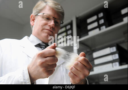 Baumwolle-Spezialist Karsten Froese führt eine visuelle Prüfung der Baumwollfasern in der Baumwollbörse in Bremen, Deutschland, 21. März 2012. Die 31. internationalen Baumwoll-Konferenz eröffnet früh am Rathaus in Bremen. 500 Experten aus 40 Ländern nehmen an dem Treffen teil. Foto: Ingo Wagner Stockfoto