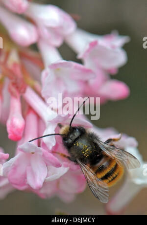 Eine gehörnte Wand-Biene (Osmia Cornuta) sitzt auf einem Frühling Blüte in Dresden, Deutschland, 22 Msrch 2012. Perfektes Flugwetter wird für die nächsten Tage prognostiziert. Foto: MATTHIAS HIEKEL Stockfoto