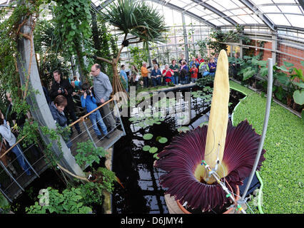 Ein Titan Arum oder ' Leiche Blüten "im Botanischen Garten in Kiel, Deutschland, 22. März 2012. Die größte Blume der Welt begann am 22. März 2012 in Kiel blühend. Die Pflanze Fron die Regenwälder von Sumatra ist selten in botanischen Gärten, selten blüht, und wenn sie es tut dauert nur drei Tage. Foto: CHRISTIAN CHARISIUS Stockfoto