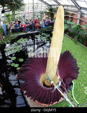 Ein Titan Arum oder ' Leiche Blüten "im Botanischen Garten in Kiel, Deutschland, 22. März 2012. Die größte Blume der Welt begann am 22. März 2012 in Kiel blühend. Die Pflanze Fron die Regenwälder von Sumatra ist selten in botanischen Gärten, selten blüht, und wenn sie es tut dauert nur drei Tage. Foto: CHRISTIAN CHARISIUS Stockfoto