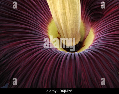 Ein Titan Arum oder ' Leiche Blüten "im Botanischen Garten in Kiel, Deutschland, 22. März 2012. Die größte Blume der Welt begann am 22. März 2012 in Kiel blühend. Die Pflanze Fron die Regenwälder von Sumatra ist selten in botanischen Gärten, selten blüht, und wenn sie es tut dauert nur drei Tage. Foto: CHRISTIAN CHARISIUS Stockfoto