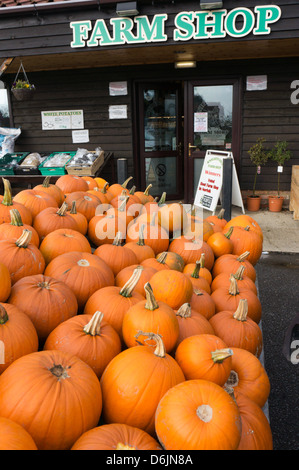 Ein Haufen Kürbisse zum Verkauf vor Halloween außerhalb eines Hofladens Norfolk. Stockfoto