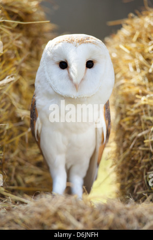 Schleiereule Tyto Alba Stand auf einem Ballen Heu (c). Stockfoto