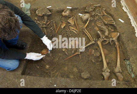 Archäologe Olaf Schroeder aus dem staatlichen Museum für Urgeschichte untersucht einen Schädel aus einem Massengrab in Halle (Saale), Deutschland, 23. März 2012. Museumsmitarbeiter untersuchen ein Massengrab aus der Schlacht von Lützen im November 1632 während des Dreißigjährigen Krieges (1618-1648). Foto: PETER ENDIG Stockfoto
