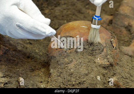 Ein Archäologe an das staatliche Museum für Urgeschichte untersucht einen Schädel aus einem Massengrab in Halle (Saale), Deutschland, 23. März 2012. Museumsmitarbeiter untersuchen ein Massengrab aus der Schlacht von Lützen im November 1632 während des Dreißigjährigen Krieges (1618-1648). Foto: PETER ENDIG Stockfoto
