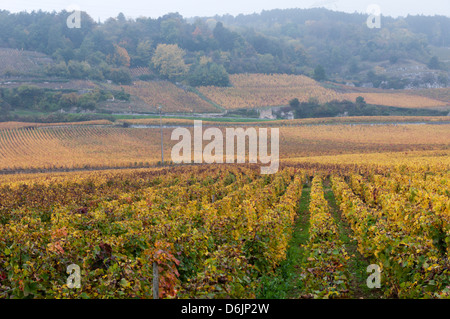 Nebel am frühen Morgen im Herbst über Rebe Felder außerhalb der kleinen französischen Stadt von Nuits-Saint-Georges. Stockfoto