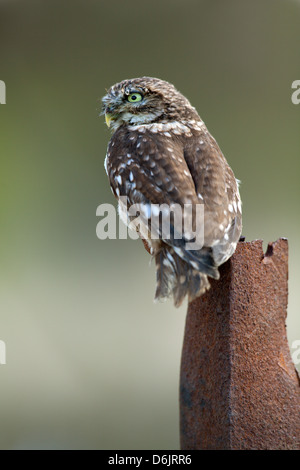 Steinkauz Athene Noctua thront auf einem rostigen Pfosten auf einem Bauernhof. (c) Stockfoto