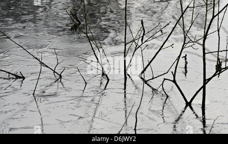 Stöcken und Zweigen stecken in einem vereisten Teich reflektiert auf der Oberfläche Stockfoto