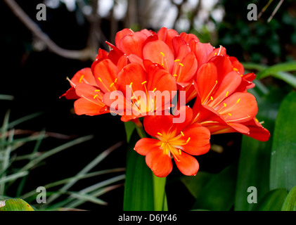 Clivia Miniata (Bush Lily oder Natal Lilie) Stockfoto