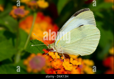 Große weiße oder Kohlweißling (Pieris Brassicae) auf einer Blume. Stockfoto